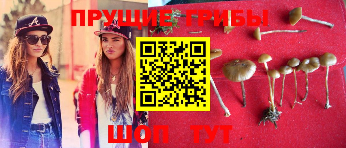Ставрополь  закладки  Вход с VPN  Галлюциногенные грибы MAGIC MUSHROOMS 